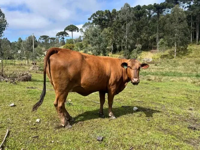 Vacas Senepol PO