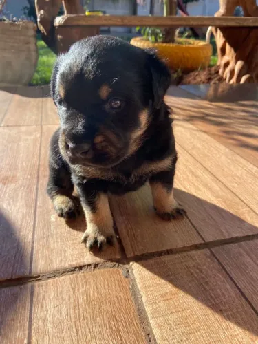 Rotweiller 
