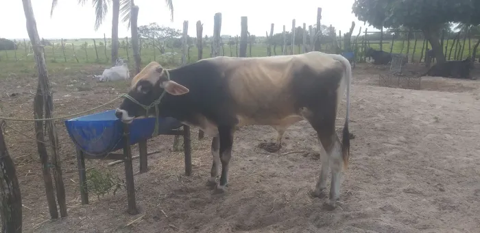 Garrote da raça Jesse