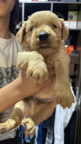 Filhote Golden Retriever de Excelente Padrão