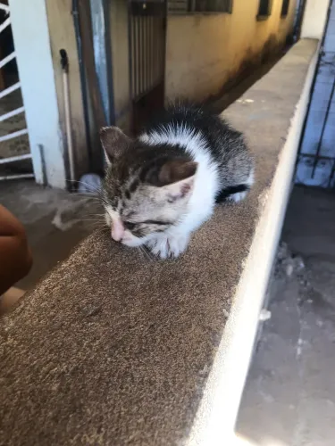 Gatinha pra adoção