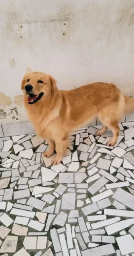 Golden retriever