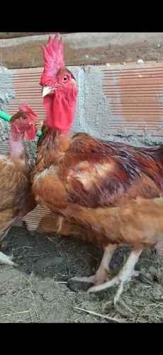 Galinha Label Rouge Pescoço Pelado