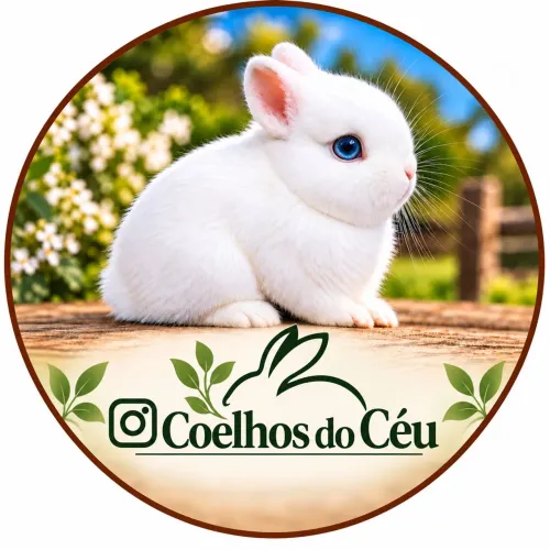 ? FILHOTES DE COELHO NETHERLAND DISPONÍVEIS! ?<br>? Netherland Dwarf ? Coelho Anão ?