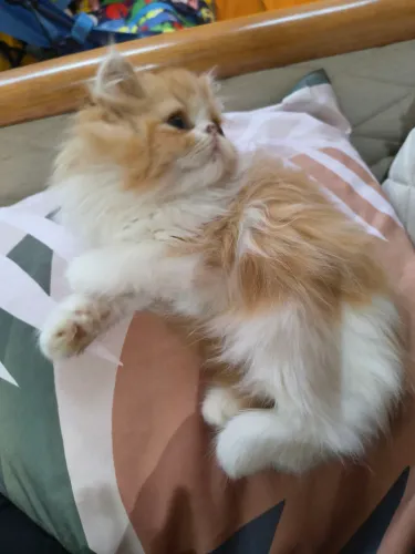 Filhote persa fêmea 