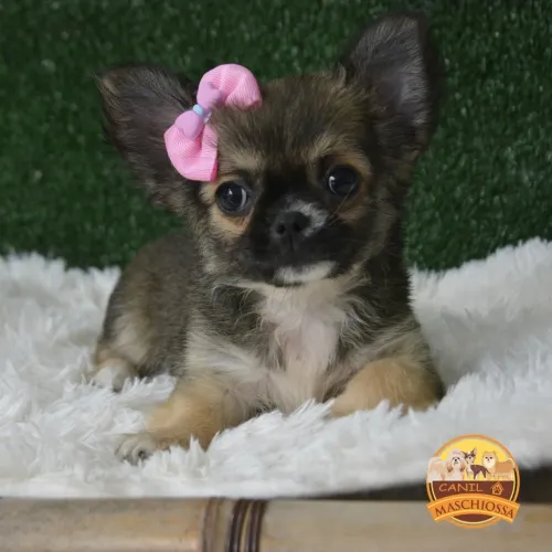 Chihuahua. Pedigree CBKC. 