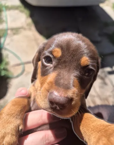 BASSET SALSICHA DACHSHOUND FILHOTE