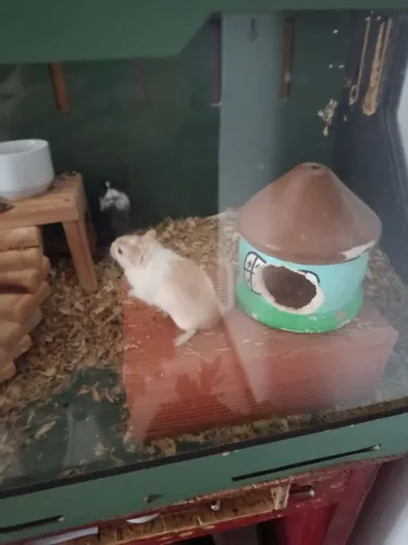 Vendo o esquilo da Mongólia (gerbil )