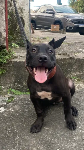 Vende-se Pitmonster fêmea 