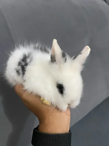 Coelho Mini Lion