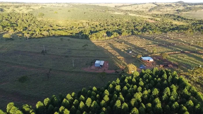 Fazenda de eucalipto próximo prata 