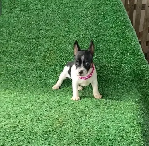 Pinscher fêmea diferenciada luxo 