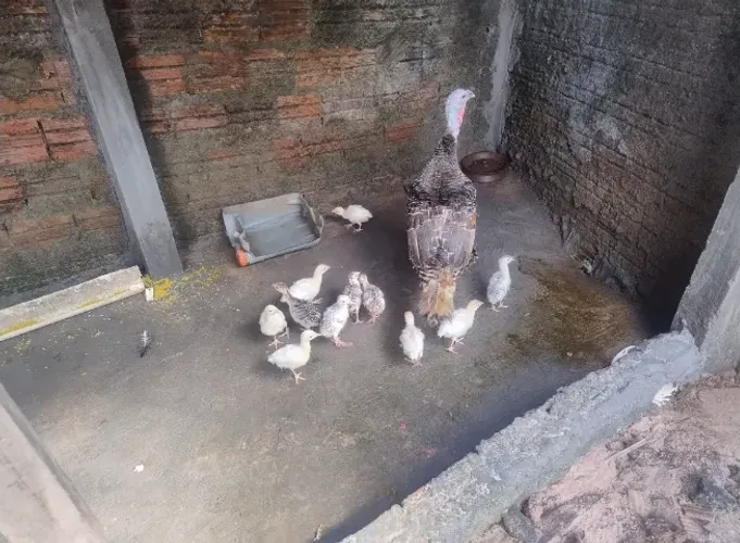 Filhotes de Peru ( peruzinhos) 