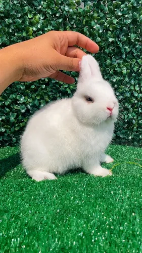 Mini coelhos