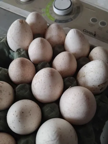 Ovos de perua