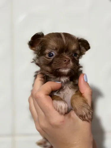 Chihuahua pelo longo