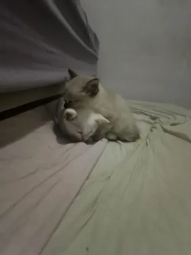 Gato