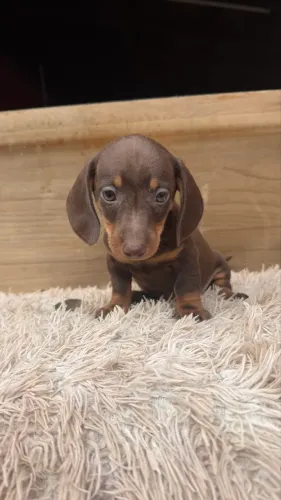 Dachshund Macho chocolate miniatura