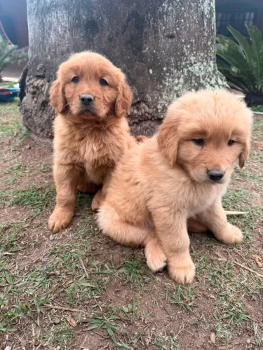 Golden Retriever - Filhotes com Pedigree | Linhagem Premium