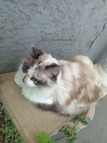 Doa-se Gata Peludinha