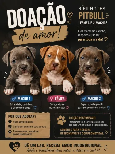 Doação de filhotes de pitbull 1 fêmea e 2 machos