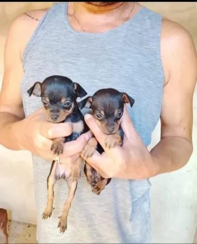 Cachorrinhos da raça pincher.