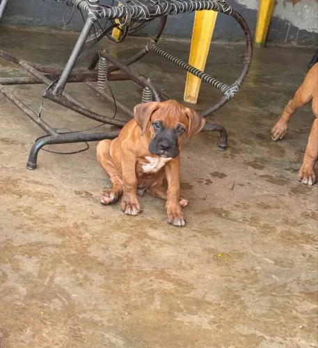 Cachorro