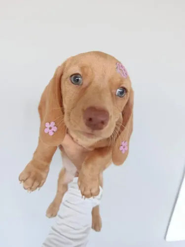 basset fêmea 
