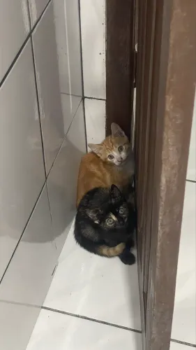 Doa-se gatinhos 