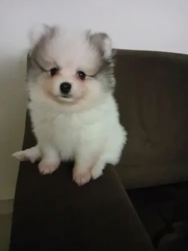 Vendo filhotes de Spitz 40dias