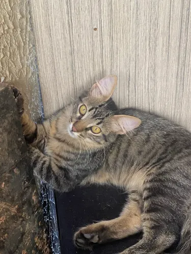 Gato para adoção