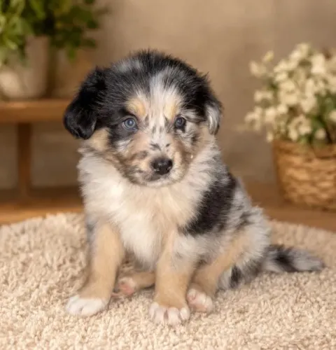 ÚLTIMOS FILHOTES DE BORDER COLLIE COM 35 DIAS!!!