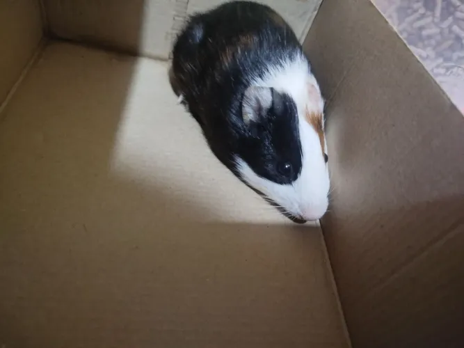 Porquinho da Índia