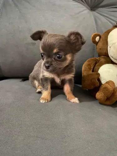 Filhote de Chihuahua fêmea Pelo Longo