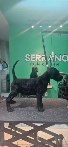 Schnauzer Gigante