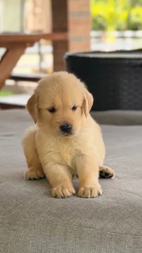 Golden retrieve