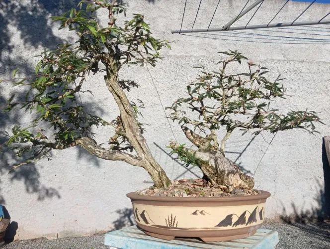 Bonsai Espinosa.