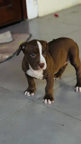 American Bully Filhotes 