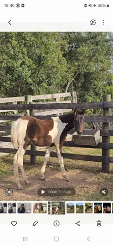 Lindo potro pampa