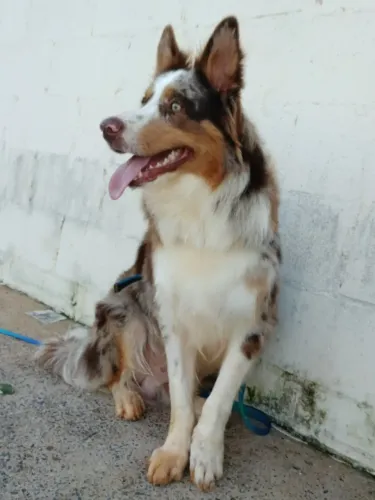 Border collie procura namorada