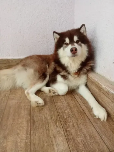 HUSKY SIBERIANO a procura de uma namorada