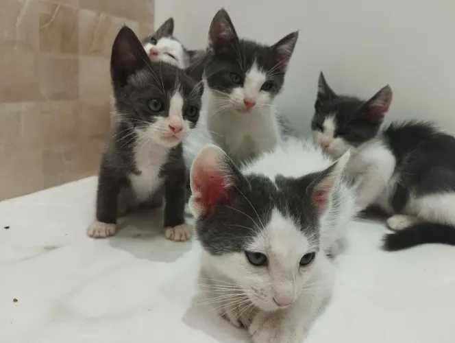 Filhotes de gato