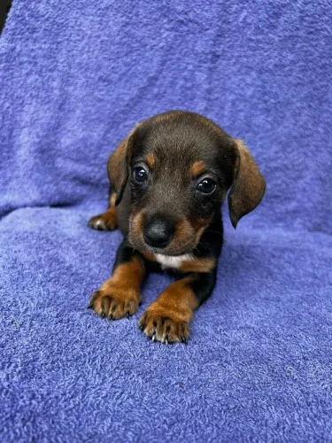 Dachshund Miniatura à Venda - Excelente Companhia