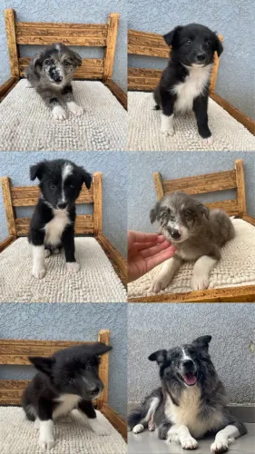 Filhotes de Border Collie - Prontos para um lar cheio de amor
