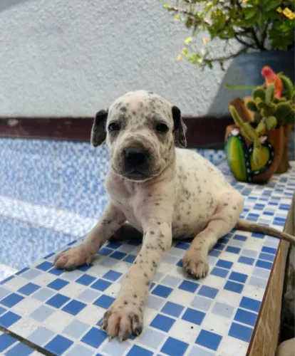 Dálmata Fêmea pura 