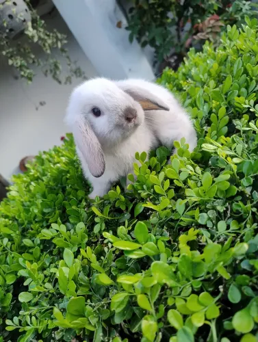 Coelho mini Lop disponível 