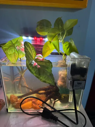 Aquário beta completo