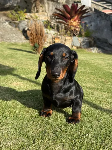 Filhote Dachshund fêmea - 4 meses