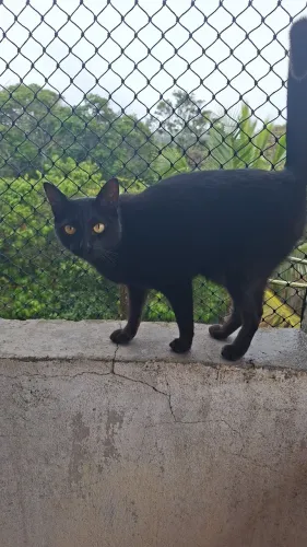 Doação gata castrada docil