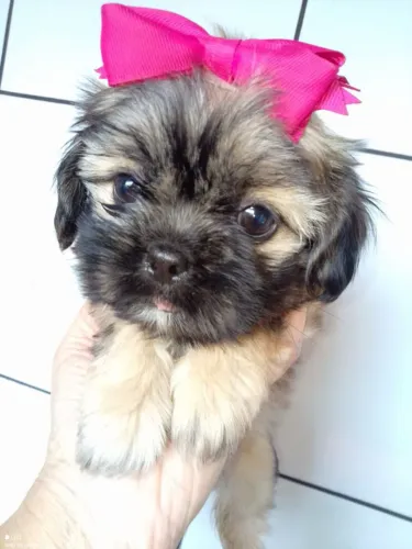 Filhote shih tzu, Os filhotes mais fofos e carinhosos esperam por um lar!